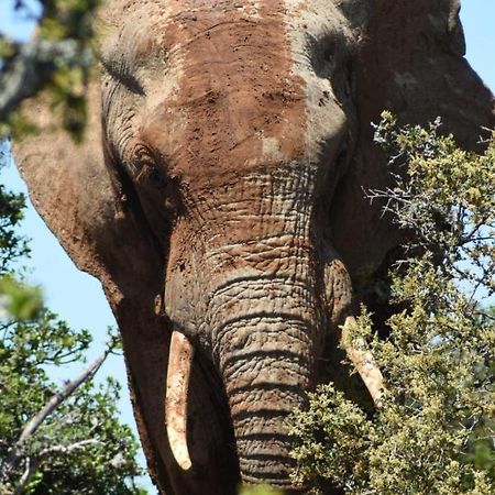 Orange Elephant Backpackers Vandrehjem Addo Eksteriør billede