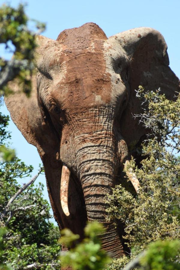 Orange Elephant Backpackers Vandrehjem Addo Eksteriør billede